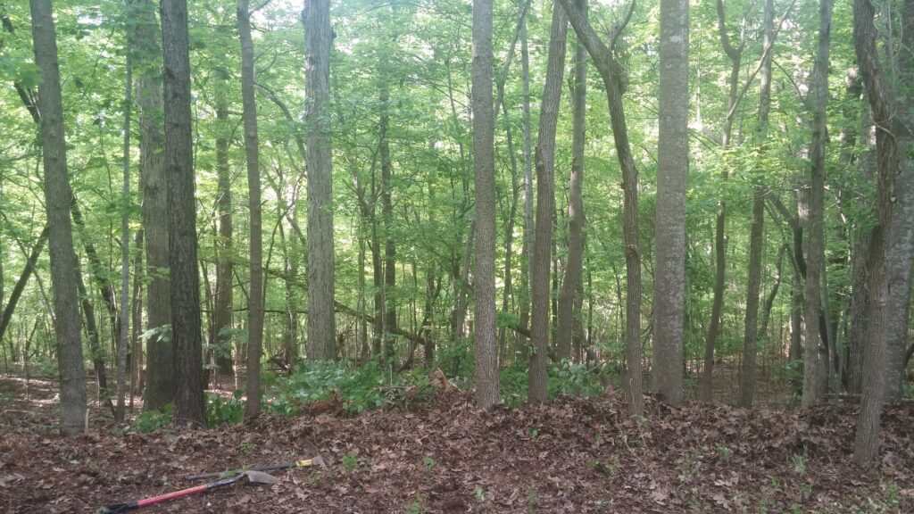 Building Our Home, Sharing Our Story Wooded Lot with dense trees